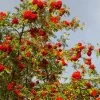 Cut-Leaf Mountain Ash Tree | Sorbus Asplenifolia -Outdoor Plant Store Asplenifolia 1