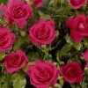'Castle Avila' Patio Shrub Rose -Outdoor Plant Store Avila Castle Poulcas031 N