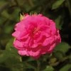 'Palace Truly Loved' Floribunda Rose -Outdoor Plant Store Avila Palace Poulpal044 N