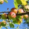'Bountiful' Apple Tree -Outdoor Plant Store Bountiful 1