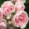 'Cinderella' Shrub Rose -Outdoor Plant Store Cinderella01 25d75693 c5ca 4d53 a582 b8843f6eef5c