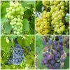 Grape Vines For Cold Areas Collection -Outdoor Plant Store ColdAreasGrapes aa917d45 4a98 44b9 a6d8 b6b9da5884a3