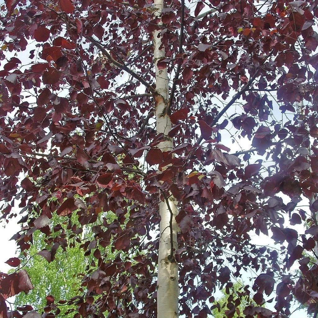 'Crimson Frost' Silver Birch Tree 4 'Crimson Frost' Silver Birch Tree - Image 2