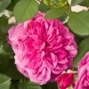 'Patio Hit Dafne' Patio Shrub Rose -Outdoor Plant Store Dafne Hit PatioHit Poulpah103 N