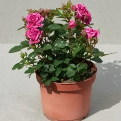 'Patio Hit Dafne' Patio Shrub Rose -Outdoor Plant Store Dafne Hit PatioHit Poulpah103 N 3