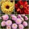 Dahlia Temptation Collection -Outdoor Plant Store Dahlia collage