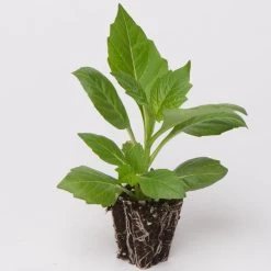 Dahlia Dalina Maxi 'Salinas' Jumbo Plug Plants -Outdoor Plant Store Dahlia example a032a9cc cdb2 41ca 9f2a ecd5b64e8108