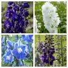 Delphinium Camelot Collection -Outdoor Plant Store Delphinium Collage