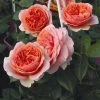 'Duchess Of Cornwall' Hybrid Tea Rose 2 'Duchess Of Cornwall' Hybrid Tea Rose -Outdoor Plant Store Duchess of Cornwall 1