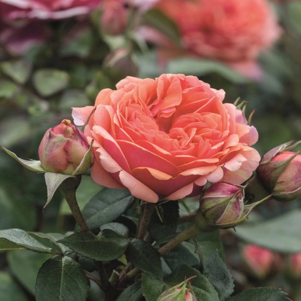 'Duchess Of Cornwall' Hybrid Tea Rose 4 'Duchess Of Cornwall' Hybrid Tea Rose - Image 2