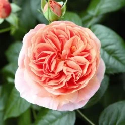 'Duchess Of Cornwall' Hybrid Tea Rose 9 'Duchess Of Cornwall' Hybrid Tea Rose -Outdoor Plant Store Duchess of Cornwall 3