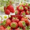 All Season Strawberry Plants Collection 1 All Season Strawberry Plants Collection -Outdoor Plant Store FRCOL1 1