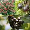 Unusual Berry Collection -Outdoor Plant Store FRCOL5 1 900x 283a8f19 0739 4854 8af4 094a4fff1741