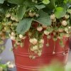 Pineberry Strawberry Plants -Outdoor Plant Store FRU0004 1