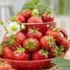 Florence Strawberry Plants -Outdoor Plant Store FRU0012 1