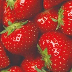 Elsanta Strawberry Plants -Outdoor Plant Store FRU0016 3