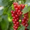 'Red Lake' Redcurrant Bush -Outdoor Plant Store FRU0025 1 4c2cf5a3 c0bd 40ae 80d2 2cf2913e0c4d