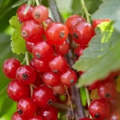 Rovada Redcurrant Bush -Outdoor Plant Store FRU0025 2 fcf0b414 1360 4765 aad8 3823701dffd3