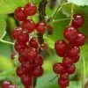 Rovada Redcurrant Bush -Outdoor Plant Store FRU0025 4