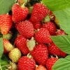 Tulameen Raspberry Plants -Outdoor Plant Store FRU0027 2