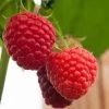 Malling Admiral Raspberry Plants -Outdoor Plant Store FRU0032 1