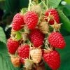 Glen Prosen Raspberry Plants -Outdoor Plant Store FRU0036 2