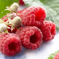 Autumn Bliss Raspberry Plants 10 Autumn Bliss Raspberry Plants -Outdoor Plant Store FRU0041 1