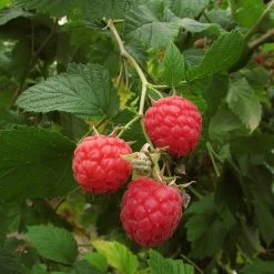 Autumn Bliss Raspberry Plants 12 Autumn Bliss Raspberry Plants -Outdoor Plant Store FRU0041 3