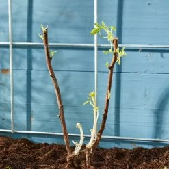 Autumn Bliss Raspberry Plants 11 Autumn Bliss Raspberry Plants -Outdoor Plant Store FRU0041 4