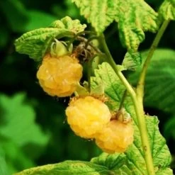 All Gold Raspberry Plants -Outdoor Plant Store FRU0044 2 540x 8d3cb59b 8326 4192 996d 35f1b0521248