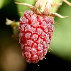 Thornless Loganberry Plant -Outdoor Plant Store FRU0051 1