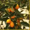 Kumquat Tree | Grafted Mini-Stem 2 Kumquat Tree | Grafted Mini-Stem -Outdoor Plant Store FRU0055 1
