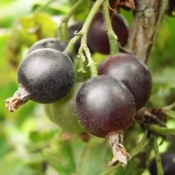Unusual Berry Collection -Outdoor Plant Store FRU0058 2