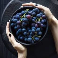 'Vanessa' Seedless Outdoor Grape Vine -Outdoor Plant Store FRU0063 2