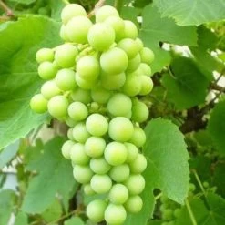 Seedless Outdoor Grape Collection -Outdoor Plant Store FRU0066 2 6a364299 bd81 426d b0f0 35c995d96990