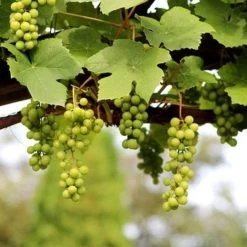 'Lakemont' Seedless Outdoor Grape Vine -Outdoor Plant Store FRU0069 2