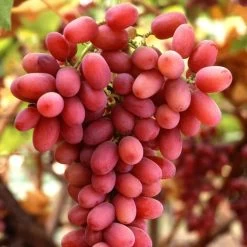 Seedless Outdoor Grape Collection -Outdoor Plant Store FRU0070 1 c32b8699 ae0e 4165 8257 4d61cf0ef37e