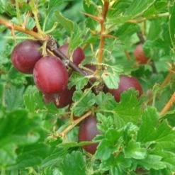 Hinnonmaki Red Gooseberry Bush -Outdoor Plant Store FRU0075 2