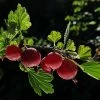 Hinnonmaki Red Gooseberry Bush -Outdoor Plant Store FRU0075 4