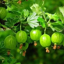 Complete Gooseberry Collection | Red, White & Green -Outdoor Plant Store FRU0077 5 c4950aeb 70ed 4be1 a3f0 019e8fc00a92