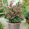 Pink Lemonade Blueberry Bush -Outdoor Plant Store FRU0085 2