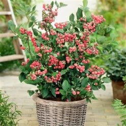 Unusual Berry Collection -Outdoor Plant Store FRU0085 2 720x 14b192be 3770 4b2b 97dd 3d0e5e37d51f