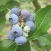 Patriot Blueberry Bush -Outdoor Plant Store FRU0086 1