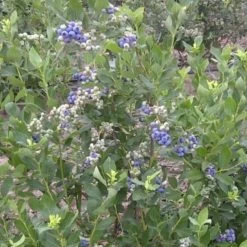 Duke Blueberry Bush -Outdoor Plant Store FRU0089 2