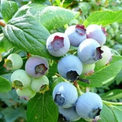 The 3 Best Fruits To Grow In Pots | Nectarine, Fig & Blueberry 12 The 3 Best Fruits To Grow In Pots | Nectarine, Fig & Blueberry -Outdoor Plant Store FRU0090 1 3bbd22a7 0a6d 4263 8b0c 966f5786baec