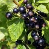 Ben Connan Blackcurrant Bush 2 Ben Connan Blackcurrant Bush -Outdoor Plant Store FRU0093 3