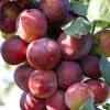 Victoria Plum Tree -Outdoor Plant Store FRU0106 1
