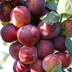 Mini Orchard Collection | Cherry, Pear & Plum Trees 11 Mini Orchard Collection | Cherry, Pear & Plum Trees -Outdoor Plant Store FRU0106 1 ba87e6d4 dcbc 48cc a402 47024f84c57d