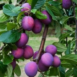 3 Super Easy To Grow Fruit Trees | Apple, Fig & Plum -Outdoor Plant Store FRU0106 6