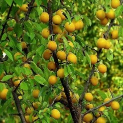 Oullins Golden Gage Plum Tree 10 Oullins Golden Gage Plum Tree -Outdoor Plant Store FRU0112 1
